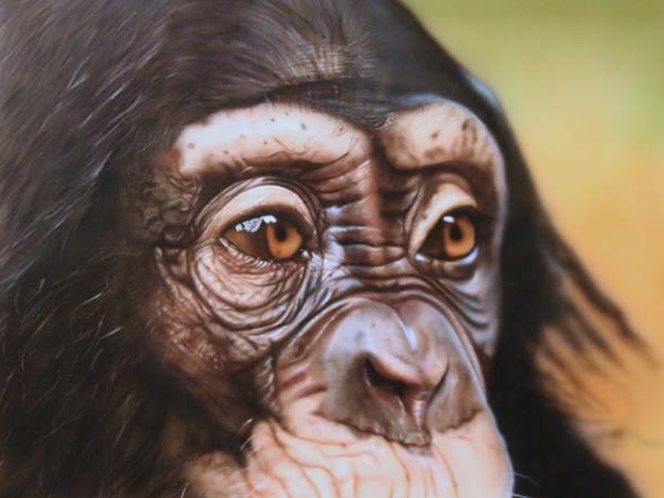 Chimpanzee