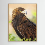 Nature Portrait of an Eagle: Majestic Wildlife Art