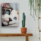 Whiskered Dreams