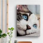 Whiskered Dreams