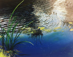 Tranquil Reflections