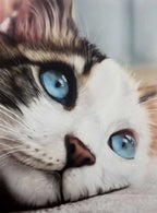 Whiskered Dreams