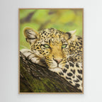 Spots and Serenity: Capturing the Essence of a Leopard in Nature