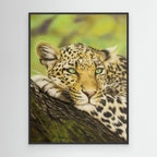 Spots and Serenity: Capturing the Essence of a Leopard in Nature