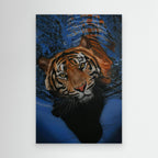 Rippling Waters: The Intimate Gaze of a Tiger