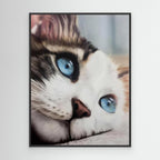 Whiskered Dreams