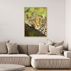 Spots and Serenity: Capturing the Essence of a Leopard in Nature