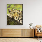 Spots and Serenity: Capturing the Essence of a Leopard in Nature